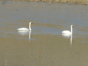 Swans 03.26.2014 001 b